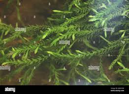 Attēlu rezultāti vaicājumam “Fontinalis antipyretica”