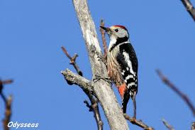 Attēlu rezultāti vaicājumam “Dendrocopos medius”