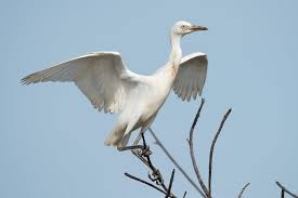 Attēlu rezultāti vaicājumam “Bubulcus ibis”