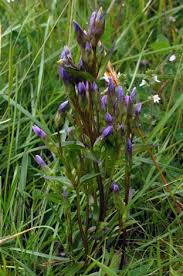 Attēlu rezultāti vaicājumam “Gentianella campestris”