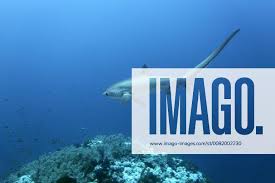 Image result for Alopias vulpinus