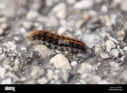 Attēlu rezultāti vaicājumam “Spiris striata”