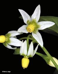 Attēlu rezultāti vaicājumam “Solanum nigrum flower”