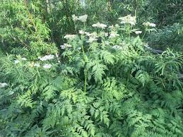 Image result for Myrrhis odorata