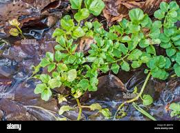 Image result for Brunnenkresse