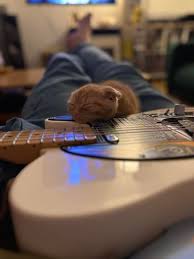 Image result for Cat sleeping in guitar
