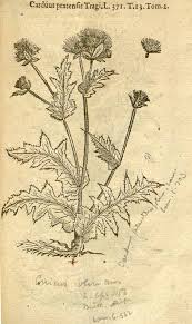 Attēlu rezultāti vaicājumam “Cirsium oleraceum leaf”