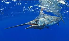 Image result for Makaira nigricans