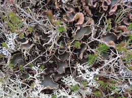 Attēlu rezultāti vaicājumam “Peltigera malacea”