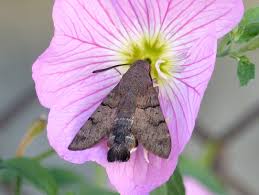 Attēlu rezultāti vaicājumam “Cosmorhoe ocellata”