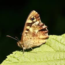 Attēlu rezultāti vaicājumam “Pararge aegeria underside”