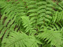 Attēlu rezultāti vaicājumam “Dryopteris filix-mas”