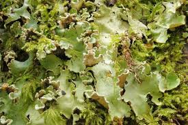 Attēlu rezultāti vaicājumam “Cetrelia sp.”