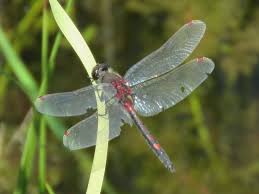 Attēlu rezultāti vaicājumam “Leucorrhinia rubicunda”