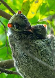 Attēlu rezultāti vaicājumam “Lycogala convexum young”