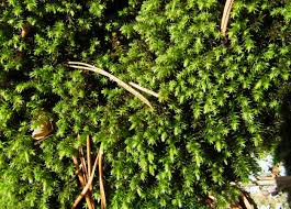 Attēlu rezultāti vaicājumam “Leucodon sciuroides”