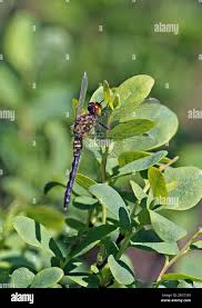 Attēlu rezultāti vaicājumam “Leucorrhinia albifrons female”