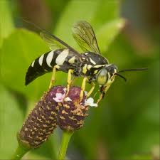 Attēlu rezultāti vaicājumam “Crabronidae”
