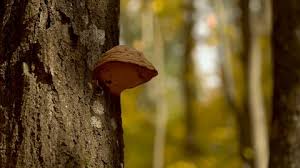 Attēlu rezultāti vaicājumam “Phellinus populicola”