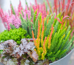 Attēlu rezultāti vaicājumam “Calluna vulgaris bud”