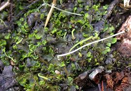 Attēlu rezultāti vaicājumam “Pellia epiphylla sporophyte”