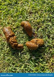 Image result for cestoda excrement dog