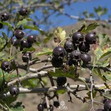 Attēlu rezultāti vaicājumam “Crataegus x macrocarpa fruit”