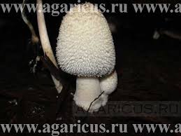 Attēlu rezultāti vaicājumam “Coprinus sp.”