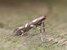 Attēlu rezultāti vaicājumam “Calybites phasianipennella”