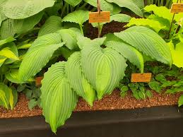 Image result for Hosta Warpaint