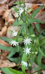 Attēlu rezultāti vaicājumam “Stellaria longifolia flower”
