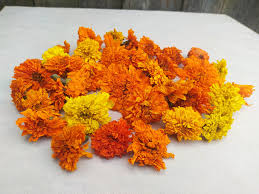 Attēlu rezultāti vaicājumam “Tagetes flower”