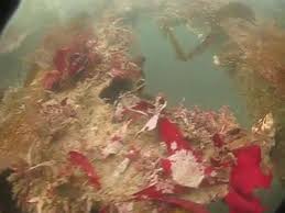 Image result for Halton Sub Aqua Club