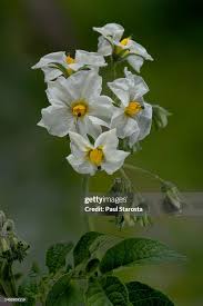 Attēlu rezultāti vaicājumam “Solanum tuberosum flower”