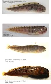 Image result for Anarhichas minor