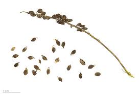 Attēlu rezultāti vaicājumam “Melilotus albus”