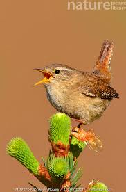 Attēlu rezultāti vaicājumam “Troglodytes troglodytes”