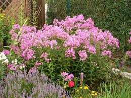 Image result for Phlox (großblumig)