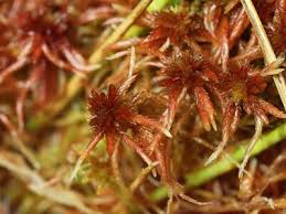 Attēlu rezultāti vaicājumam “Sphagnum contortum”