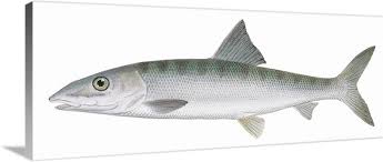 Image result for Albula vulpes