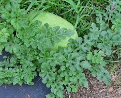 Attēlu rezultāti vaicājumam “Citrullus lanatus leaf”
