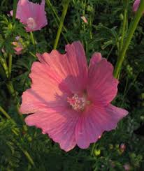 Image result for Malva alcea