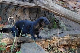 Attēlu rezultāti vaicājumam “Mustela vison”