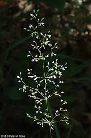 Attēlu rezultāti vaicājumam “Agrostis canina leaf”