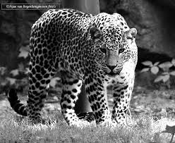 Afbeeldingsresultaat voor panters