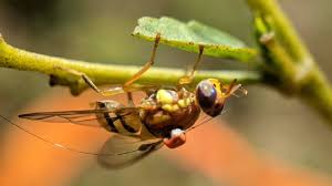 Attēlu rezultāti vaicājumam “Tephritidae”