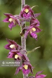 Attēlu rezultāti vaicājumam “Epipactis atrorubens flower”