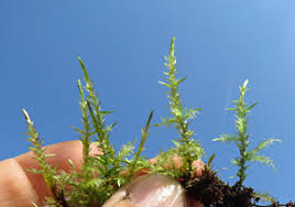 Attēlu rezultāti vaicājumam “Calliergon giganteum”