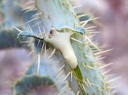 Attēlu rezultāti vaicājumam “Papaver argemone bud”