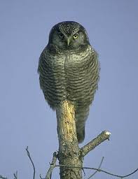 Image result for Surnia ulula